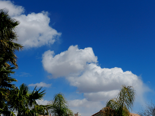 Photograph 8x10 Picture Natural Animated Characters Blue Sky Palm Trees Calm Day Peaceful Animated